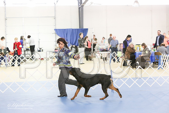 Rott-0288-LR
