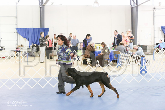 Rott-0286-LR