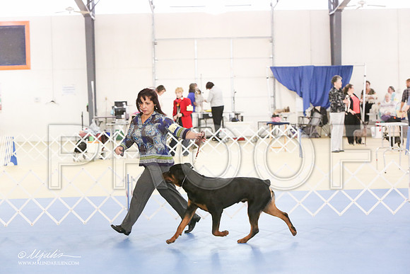 Rott-0291-LR