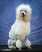 Sandra Register Standard Poodle Sun LR IABCA Feb 2013