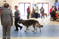 Shiloh Shepherd S1 LR IABCA Feb 2013