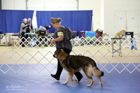 Shiloh Shepherd Sat S2 LR IABCA Feb 2013
