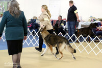 Shiloh Shepherd Sun S1 LR IABCA Feb 2013