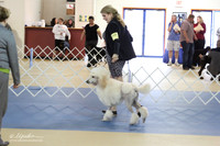 Standard Poodle LR IABCA Feb 2013