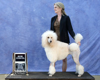 Standard Poodle Sandra Register Sun New Champ LR IABCA Feb 2013