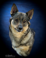 Swedish Vallhund  Michelle Pfeil LR IABCA Feb 2013