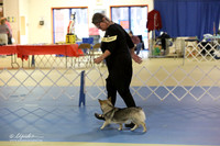 Swedish Vallhund Sat S2 LR IABCA Feb 2013