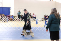 Swedish Vallhund Sun S1 LR IABCA Feb 2013