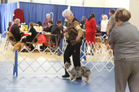 Toy Australian Shepherd LR IABCA Feb 2013