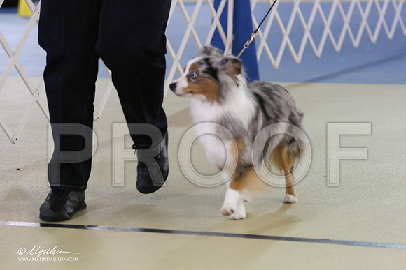 ToyAusShp-9175-LR