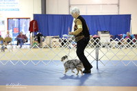 Toy Australian Shepherd Sat S2 LR IABCA Feb 2013