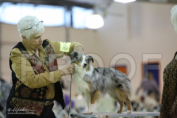 ToyAusShp-2597-LR