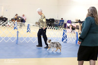 Toy Australian Shepherd Sun S2 LR IABCA Feb 2013