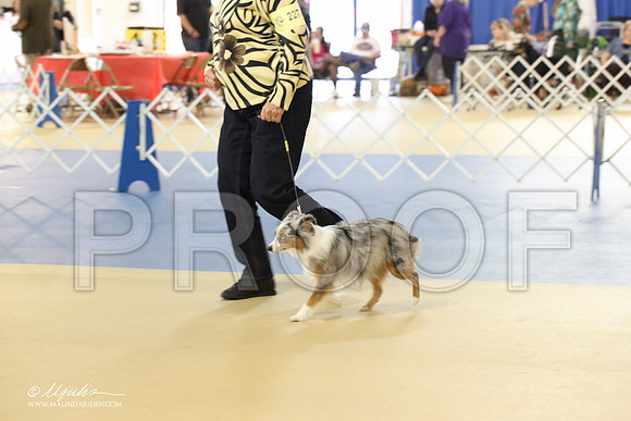 ToyAusShp-1184-LR