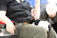 Toy Fox Terrier S1 LR IABCA Feb 2013