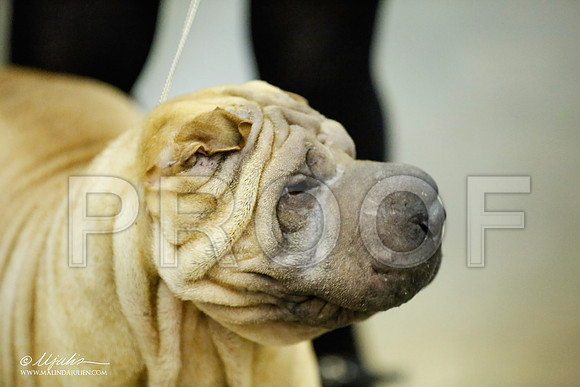 _JJ_5751-BeltonJan2015IABCA-HR3