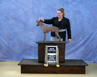 Xolo Tammy Dennis 2 LR IABCA Feb 2013