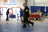 Xoloitzcuintli Sun S1 LR IABCA Feb 2013