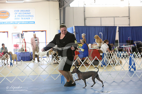 Xolo-2939-LR