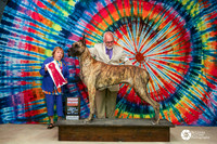 Great Dane #7 Sat Group 2