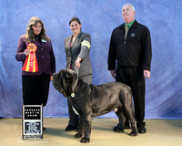 Neopalitan Mastiff RBIS Sat S1 LR IABCA Feb 2013
