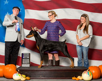 Doberman Pinschers #25 Sat WD Mize Destani Shayna Sitton Judge Mr R C Williams