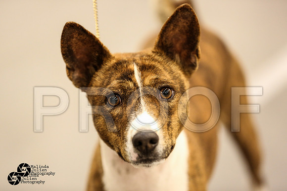 Bas-Hound Group Ring Sat-5