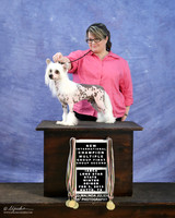 Chinese Crested Brandi Ritchey Sun New Champ LR IABCA Feb 2013