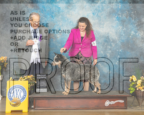 Australian Cattle Dog #9 Fri G4 Judge John Wade-MMJ_9724-NWARK2022-HR3