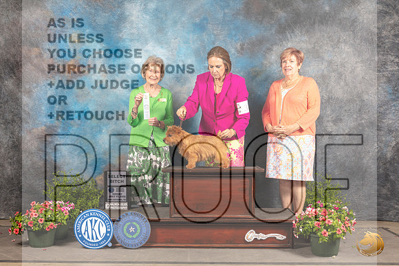 Norwich Terrier #30 Sun SB Judge Anne Bolus_MJ_1555_SA_2022_HR3