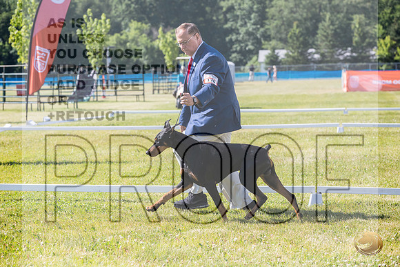 Doberman Pinscher Ring Fri_JJL_2186_Premier_2024_HR3