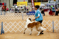 Saint Bernard Sat Ring
