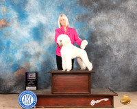 Poodle Miniature #5 Sat BOV Judge Gloria Kerr
