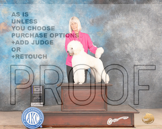 Poodle Miniature #5 Sat BOV Judge Gloria Kerr-MMJ_4154-Abilene2022-HR3