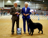 Belgian Sheepdog #12 Sat Major Win Winners Bitch Jones Nicki and Ernest Jones Judge T Coen