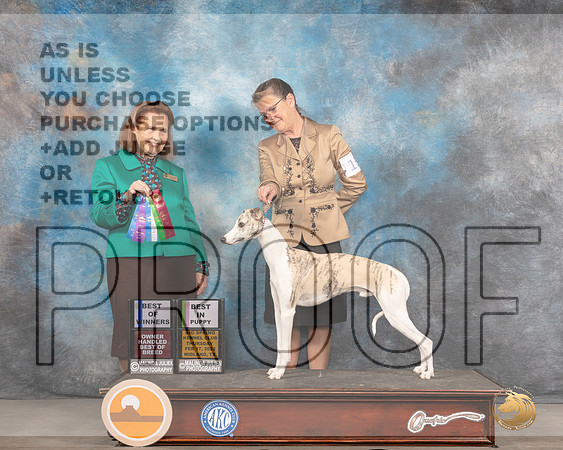 Whippet #15 Thurs BOWWBOHBOB Judge Donnelle RichardsMMJ_2338_Mdlnd2022_HR3