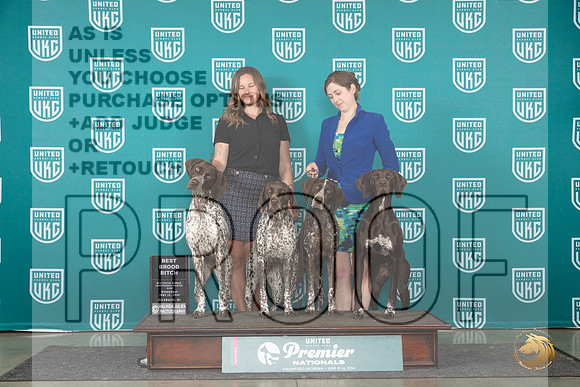 German Shorthaired Pointer #771 Wed BBE Judge Jeane Hegar__JP_2363_Premier_2024_HR3
