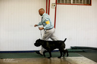 Cane Corso Italiano Sat S2 Ring