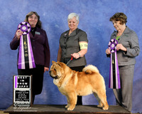Chow Chow S1 BIS Puppy S2 Andrea Rodriguez LR IABCA Feb 2013