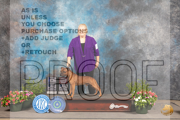 Staffordshire Bull Terrier #5 Sun BOWOHBOB Judge Anne Bolus_MJ_0907_SA_2022_HR3