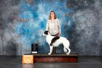 Silken Windhound #160 Sun BOW Judge Sandra Phillips