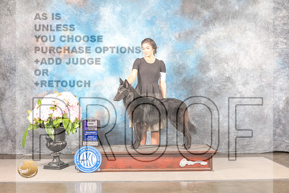 Belgian Sheepdog #26 SUN WB Major Judge Janet FinkBelgian Sheepdog #26 SUN WB Major Judge Janet Fink_MJ_8146_Houston_2022_HR3_Houston_2022_HR3