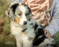Australian Shepherd Sat Custom Portrait Sherry Green  San Angelo Nov 2013