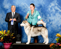 Alaskan Malamute Thurs #9 WD Maj New Ch Box Young Gena Judge Larry Chu
