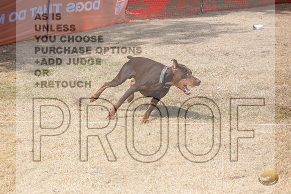 Doberman Pinscher Percision Coursing Sat Longview WA 2024_JJL_3706_Longview WA_2024_HR3