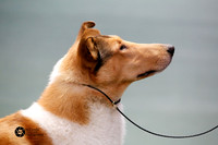 Best of Breed Sun Ring