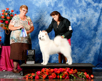 Samoyed #12 Sat BOW Maj Liebes Joan Luna & Eric Liebes Judge A Quigley