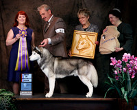 Siberian Husky #21 Sun Best of Breed Jody & Leslie Carpenter Judge Dawn Eisele +A1-2
