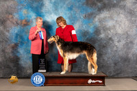 Borzoi #10 WED BOW Major Judge Sylvie McGee