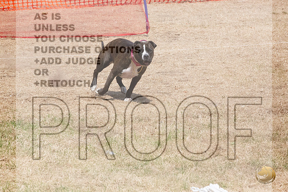 American Pitbull Terrier Percision Courcing Sat Longview WA 2024_JJL_3630_Longview WA_2024_HR3